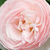 Rózsaszín - Angol rózsa - Ausblush